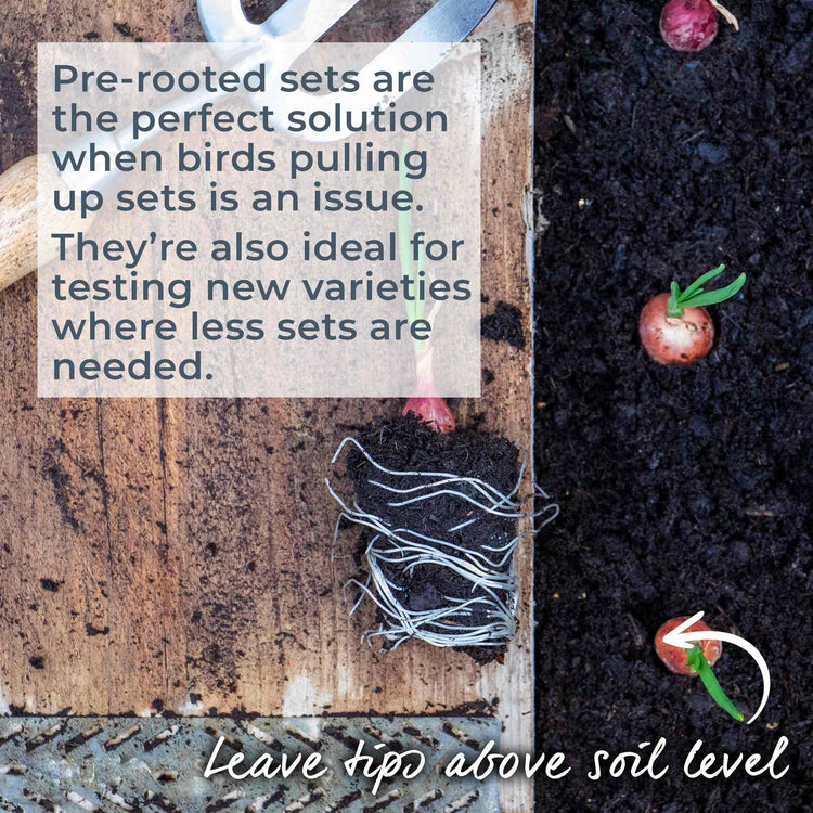 Pre-rooted Onion ‘Stuttgarter Riesen’ (Spring Planting)