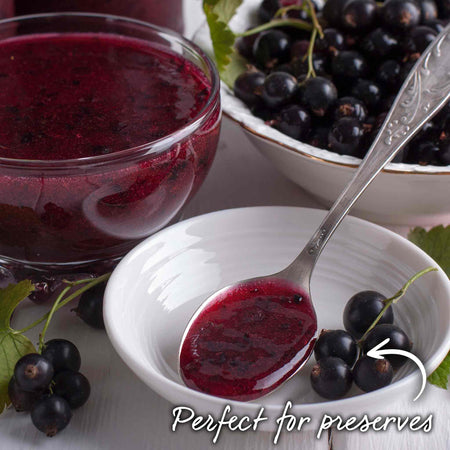 Blackcurrant 'Titania'