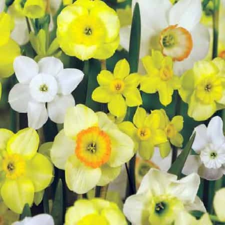 Dwarf Daffodil Species Mixed