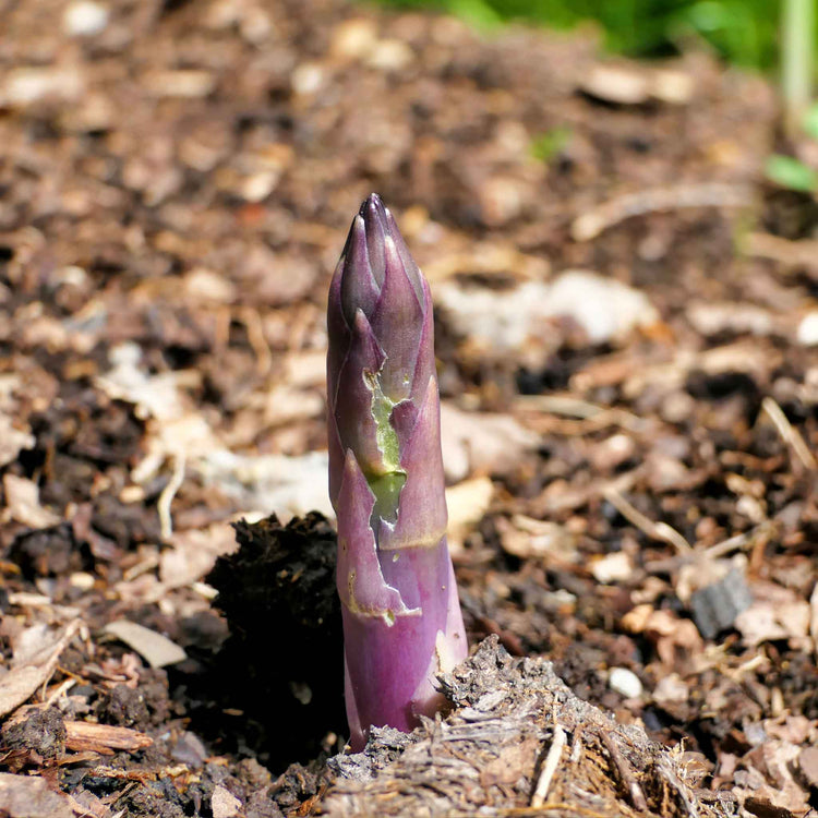 Asparagus Crowns 'Erasmus'