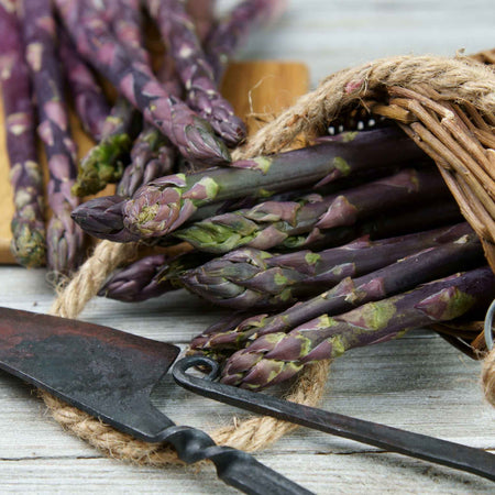 Asparagus Crowns 'Erasmus'