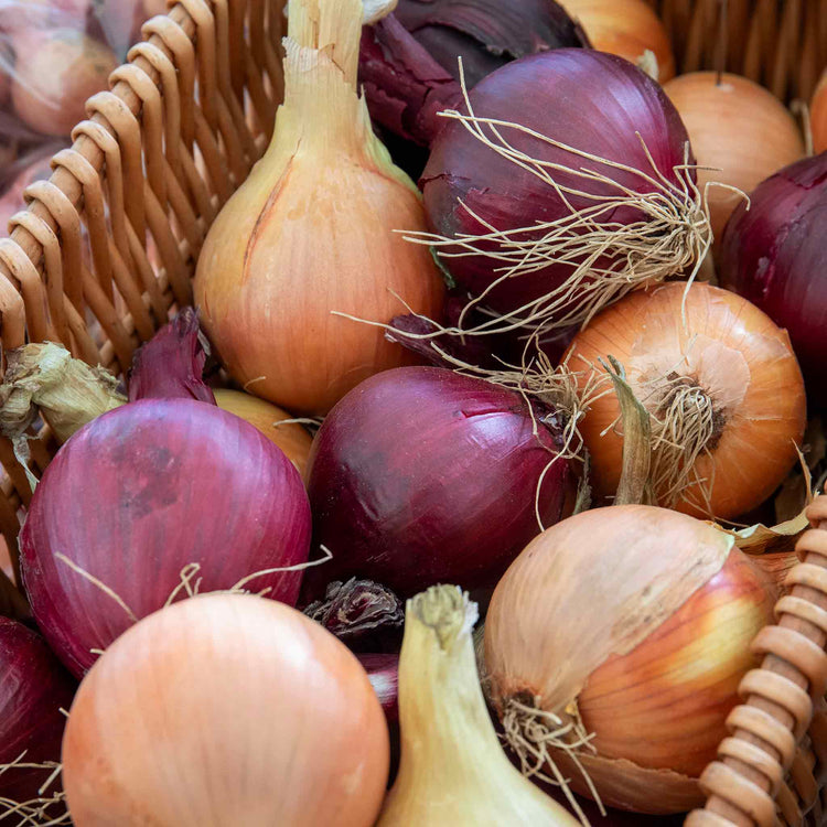 Spring Planting Onion Duo