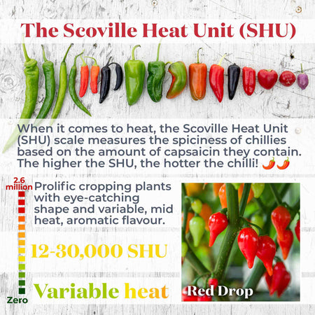 Chilli Plant 'Red Drop'