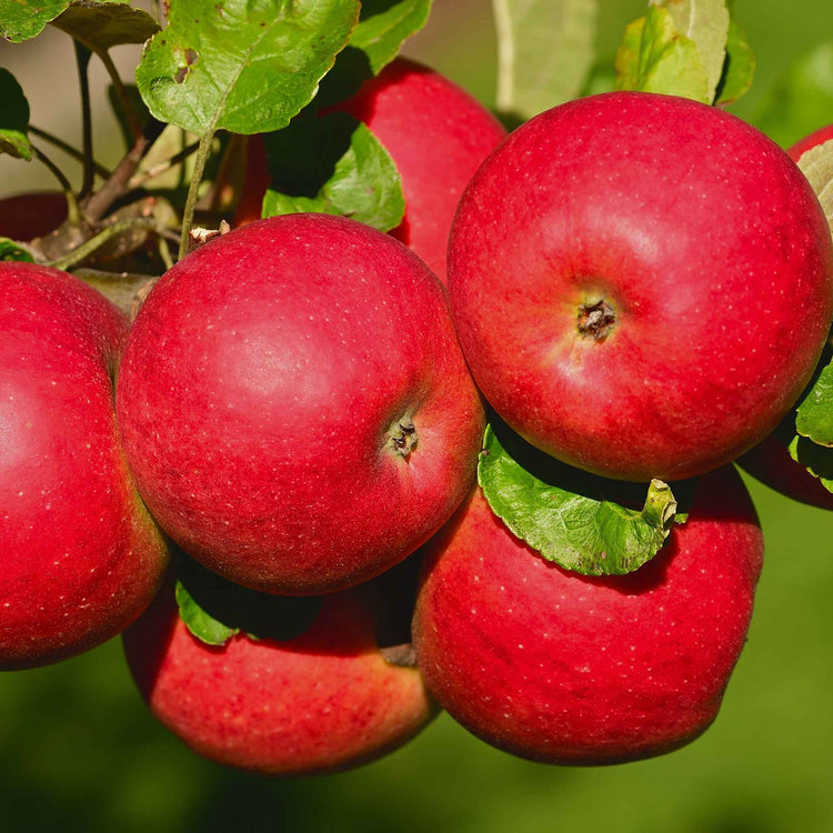 Apple 'Red Falstaff'