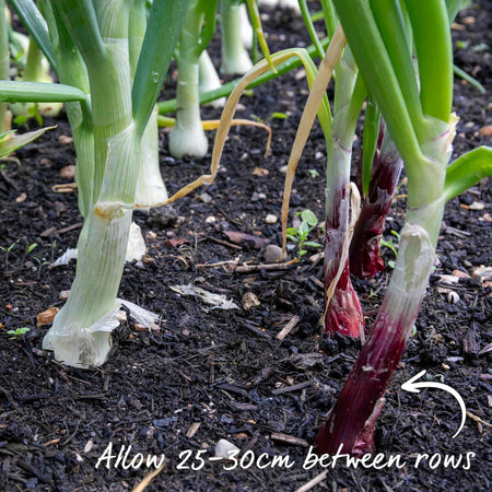 Onion ‘Red Winter’ (Autumn Planting)