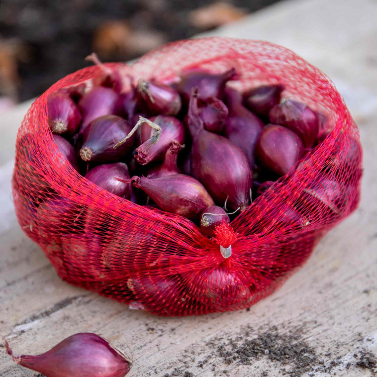 Autumn Planting Red Onion Sets 'Growers Pick'
