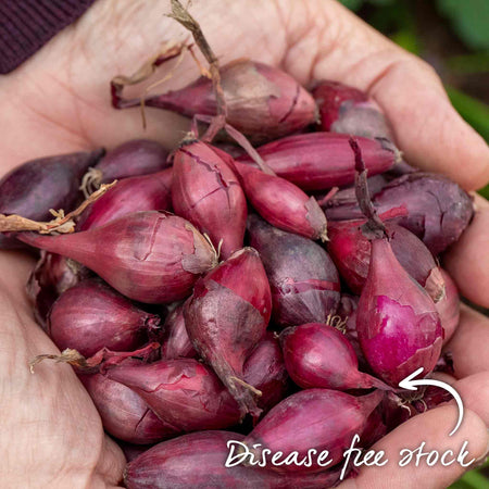 Onion ‘Red Winter’ (Autumn Planting)