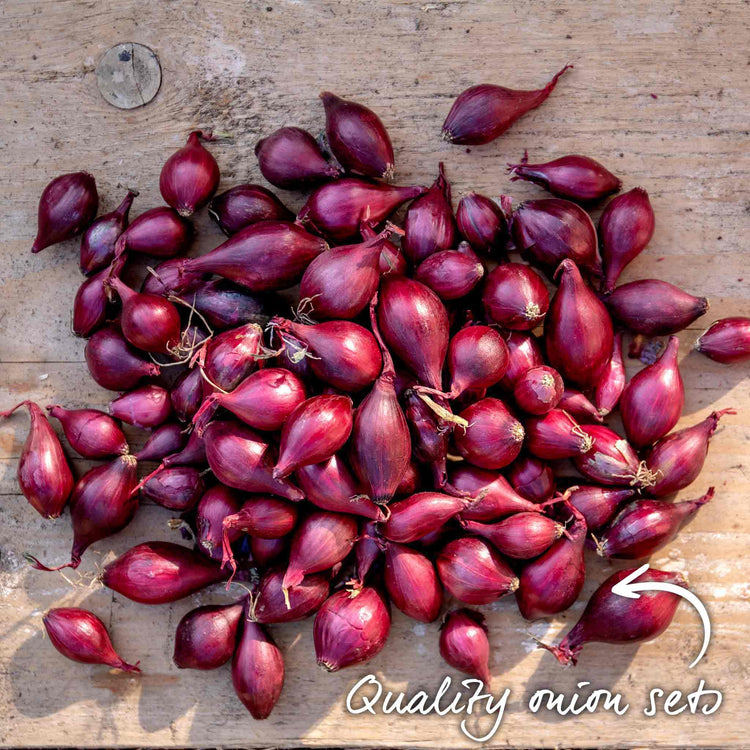 Autumn Planting Red Onion Sets 'Growers Pick'
