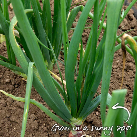 Onion ‘Red Winter’ (Autumn Planting)