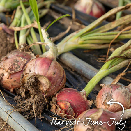 Autumn Planting Red Onion Sets 'Growers Pick'