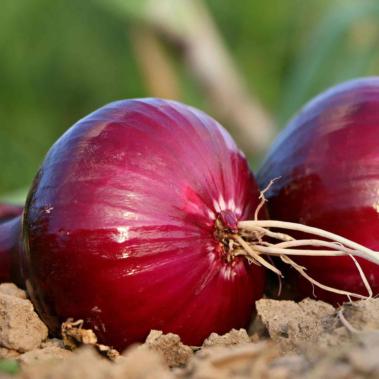 Onion ‘Red Winter’ (Autumn Planting)