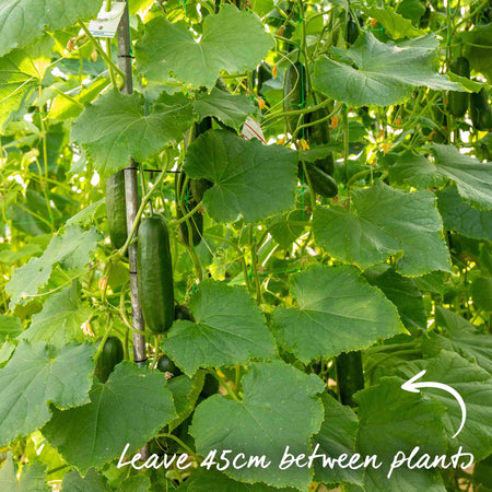 Cucumber Seeds 'Sherpa' F1