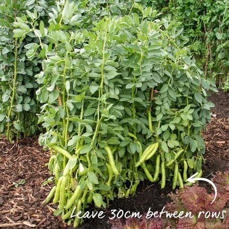 Broad Bean Seeds 'Meteor Vroma'