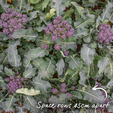 Broccoli Seeds 'Extra Early Rudolph'