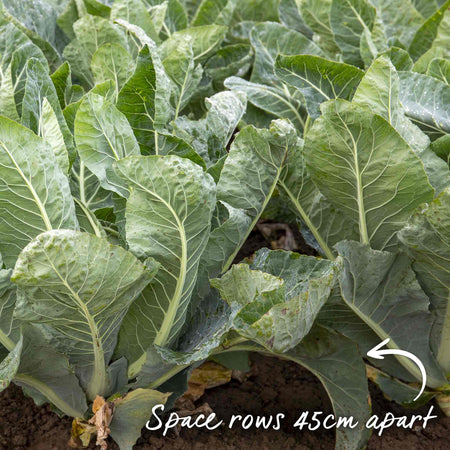 Cauliflower Seeds 'Jerome' F1