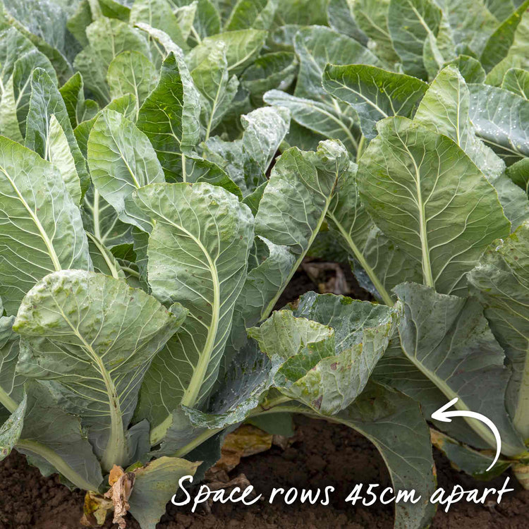 Cauliflower Seeds 'Depurple' F1