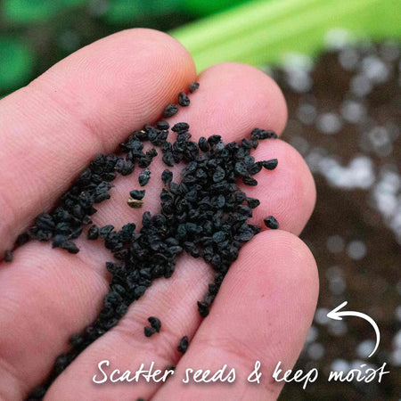 Leek Seeds 'Terminal'