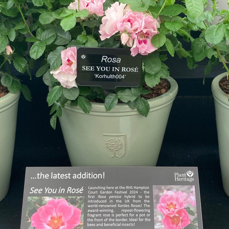 Rose ‘SEE YOU in Rosé’ (Floribunda)