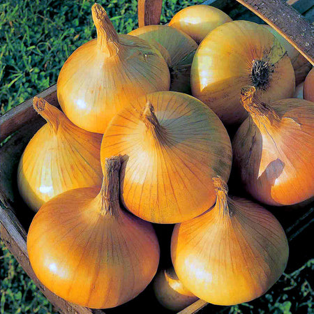 Autumn Planting Pre-rooted Onion 'Senshyu Yellow'