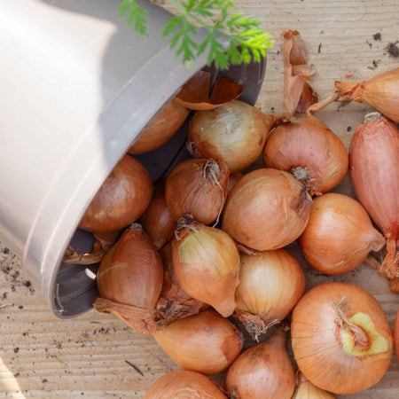 Spring Planting Onion, Shallot & Garlic Trio