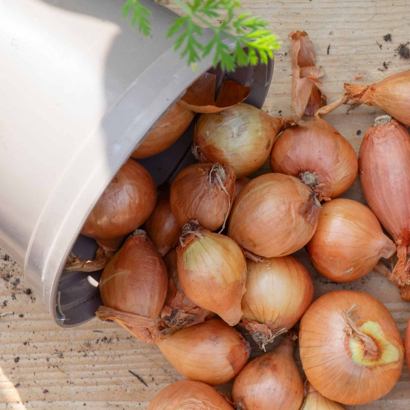 Shallot ‘Golden Gourmet’ (Spring Planting)