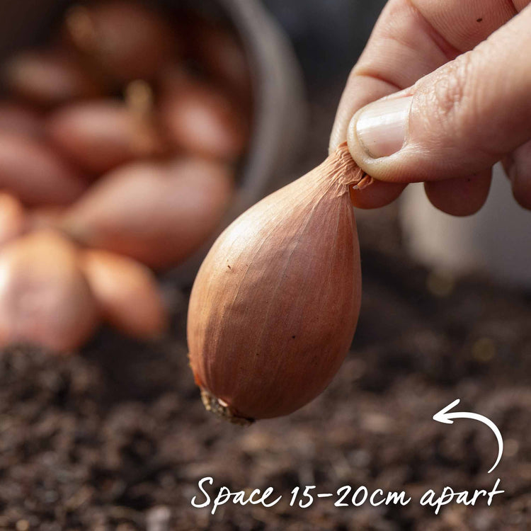 Shallot ‘Jermor’ (Spring Planting)