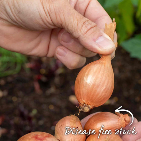 Shallot ‘Longor’ (Autumn Planting)
