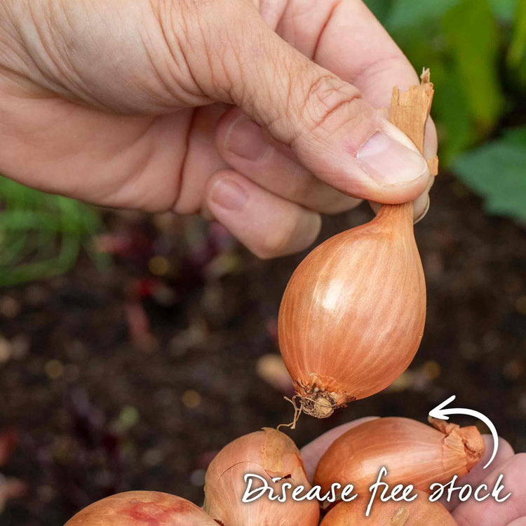 Shallot ‘Longor’ (Autumn Planting)