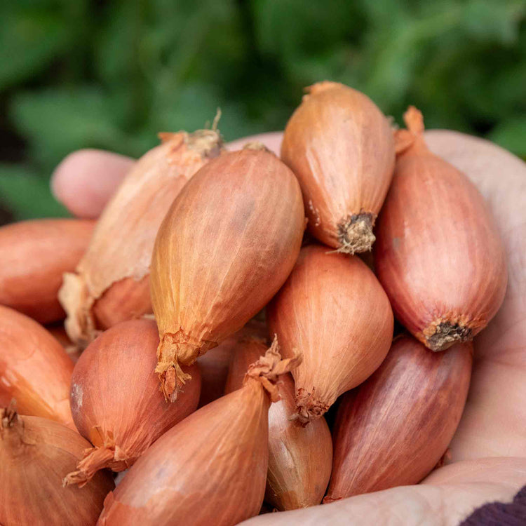 Shallot ‘Longor’ (Autumn Planting)