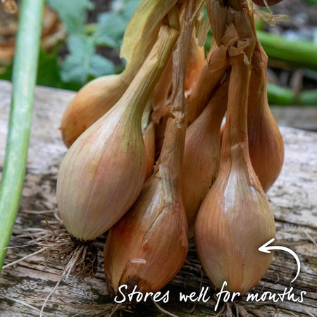 Shallot ‘Longor’ (Autumn Planting)