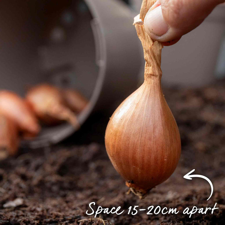 Shallot ‘Longor’ (Autumn Planting)