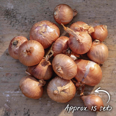 Shallot ‘Red Sun’ (Spring Planting)