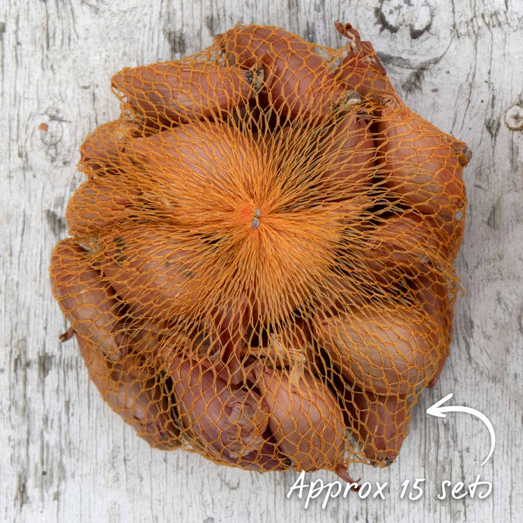 Shallot 'Jermor' (Autumn Planting)