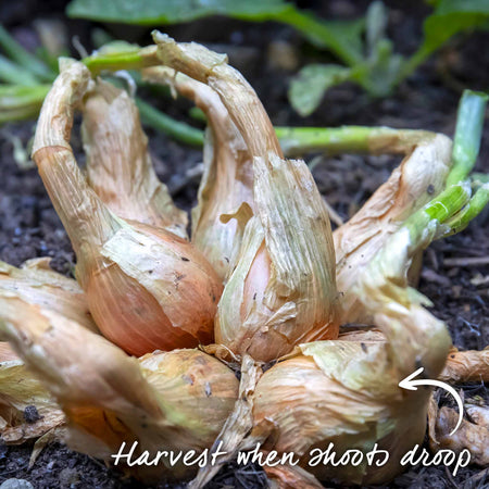 Shallot ‘Jermor’ (Spring Planting)