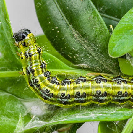 DragonFli Box Caterpillar Killer Nematodes 70sqm