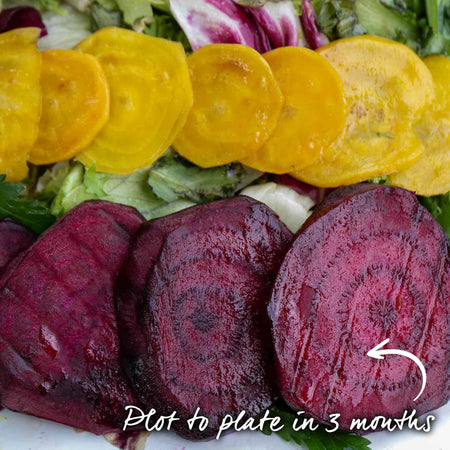Beetroot Seeds 'Moneta'