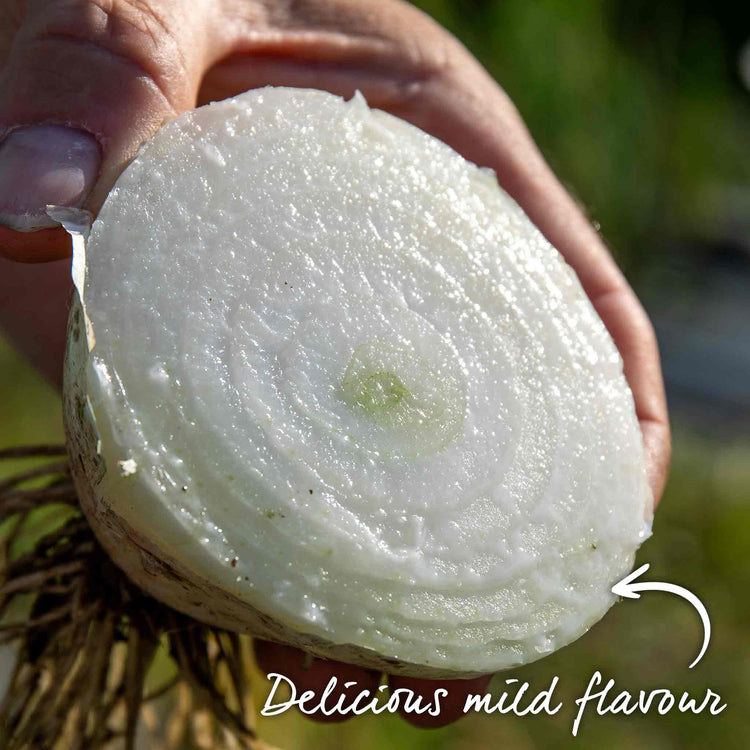 Onion ‘Snowball’ (Autumn Planting)
