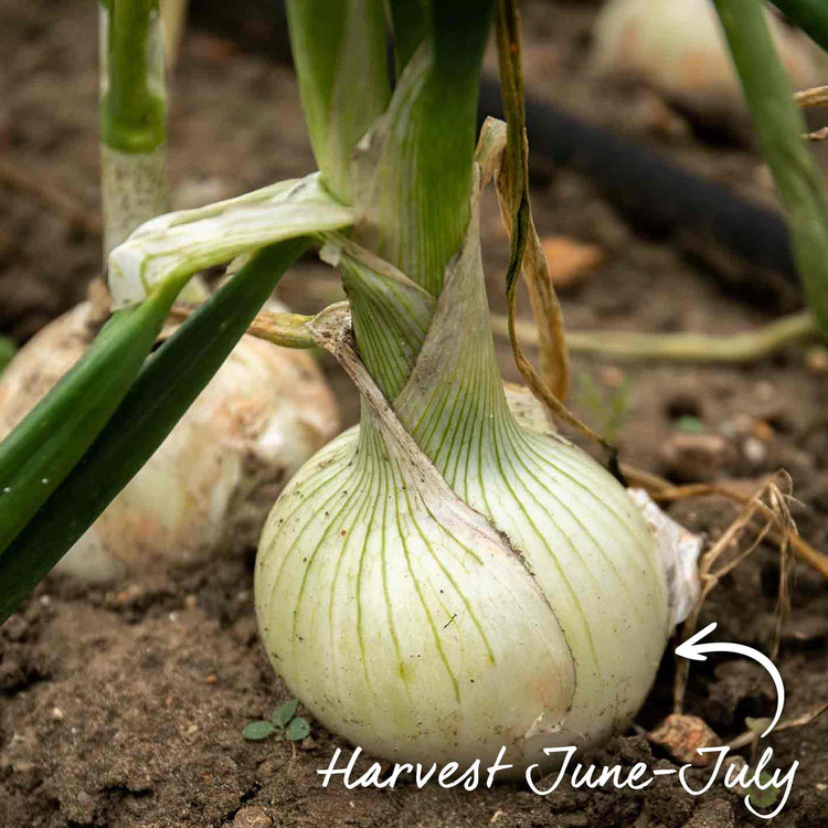 Autumn Planting Pre-Rooted Onion 'Snowball'