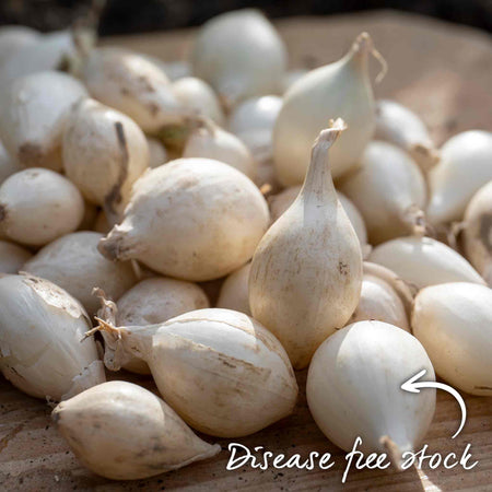 Onion ‘Snowball’ (Autumn Planting)