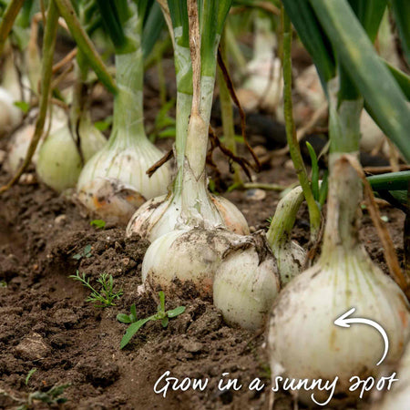 Autumn Planting Pre-Rooted Onion 'Snowball'