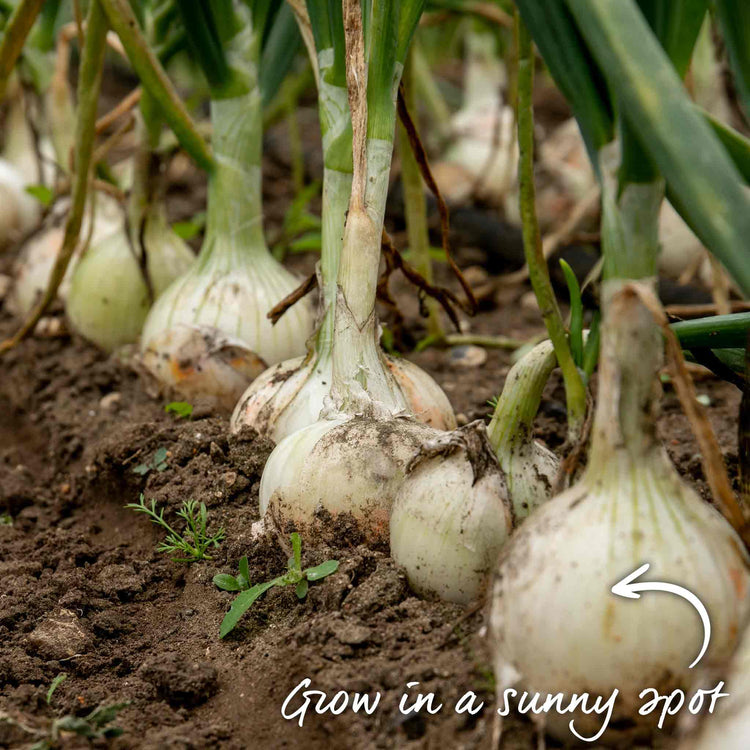 Autumn Planting Pre-Rooted Onion 'Snowball'