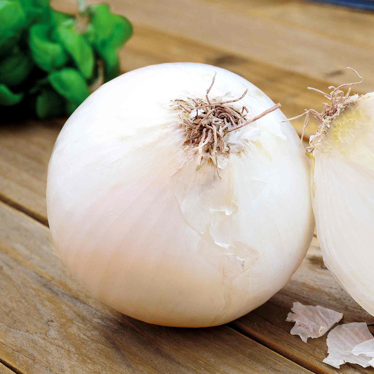 Onion ‘Snowball’ (Autumn Planting)