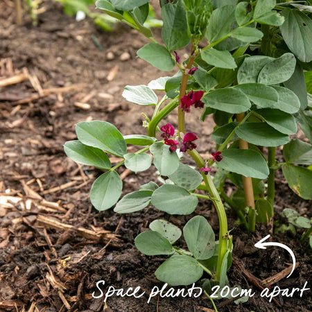 Broad Bean Seeds 'Meteor Vroma'