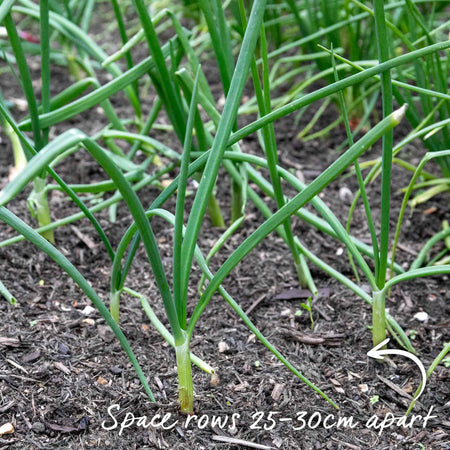 Onion ‘Shakespeare’ (Autumn Planting)