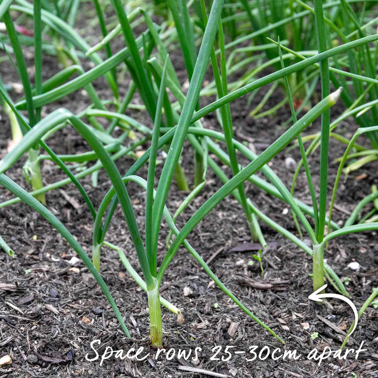 Onion ‘Shakespeare’ (Autumn Planting)