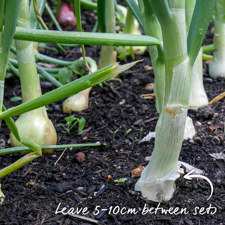 Autumn Planting Pre-Rooted Onion 'Snowball'