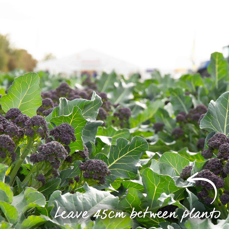 Broccoli Seeds 'Extra Early Rudolph'