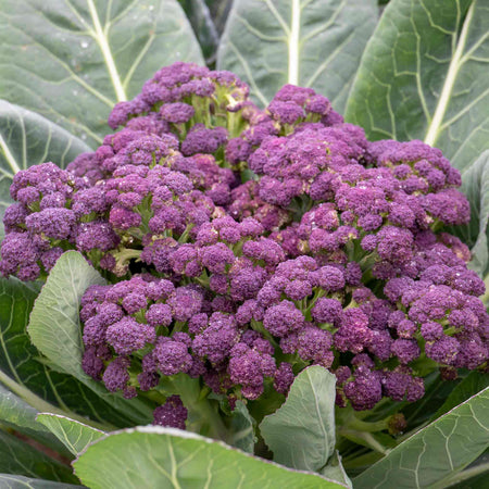 Broccoli 'Purple Sprouting'