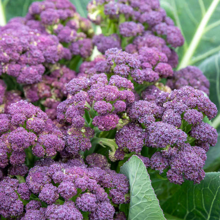 Broccoli 'Purple Sprouting'