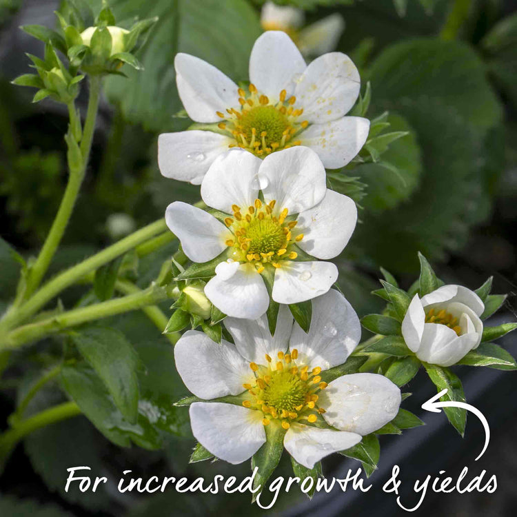 Strawberry 'Royal Sovereign'